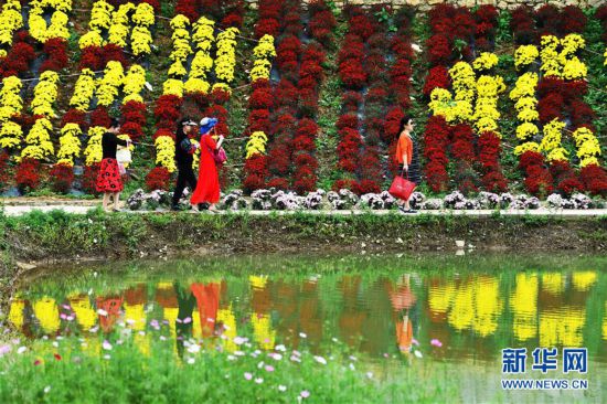 （经济）（1）贵州龙里：“菊花经济”带动乡村旅游