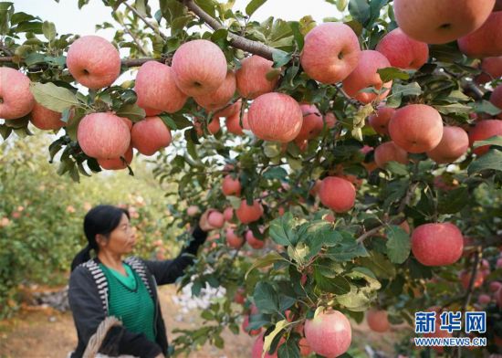 （社会）（1）河北迁安：苹果丰收富农家