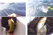 剛有所恢復的東海野生大黃魚，別又被捕“黃”了