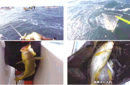 剛有所恢復的東海野生大黃魚，別又被捕“黃”了