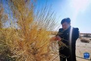 二十大精神在基层丨内蒙古乌拉特草原牧民：守护北疆绿色生态屏障