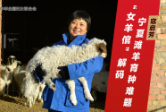 寇啟芳：“女羊倌”解碼寧夏灘羊育種難題