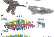 科研人员揭秘鸟臀类恐龙换牙方式